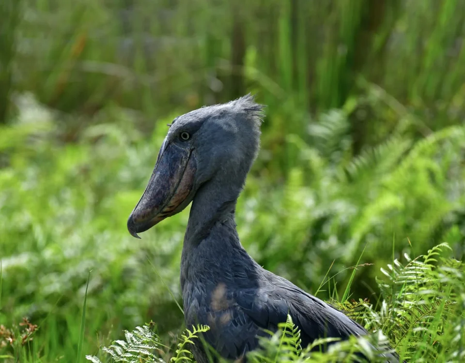 What’s the Best Time for Birdwatching in Uganda?