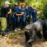 How Do I Book Gorilla Trekking in Rwanda?