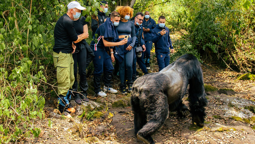 How Do I Book Gorilla Trekking in Rwanda?