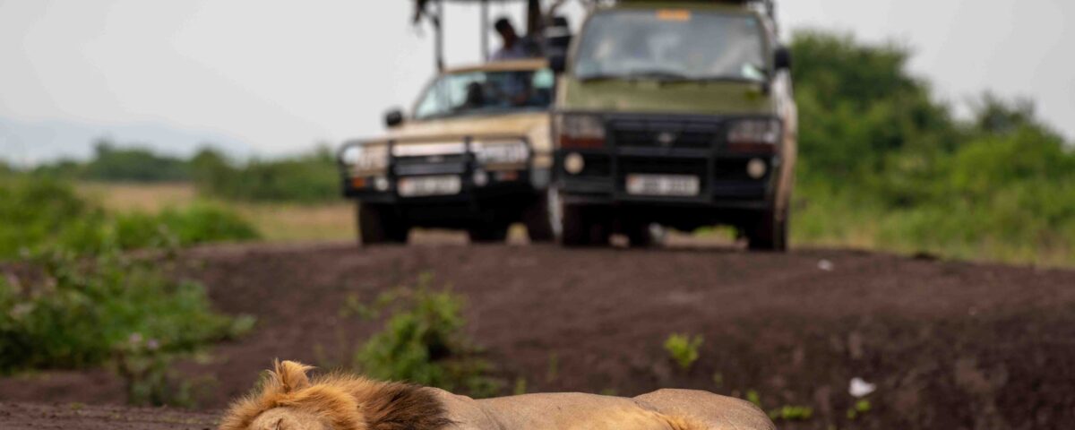 What’re the Top Uganda Safari Experiences?
