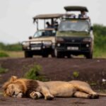 What’re the Top Uganda Safari Experiences?