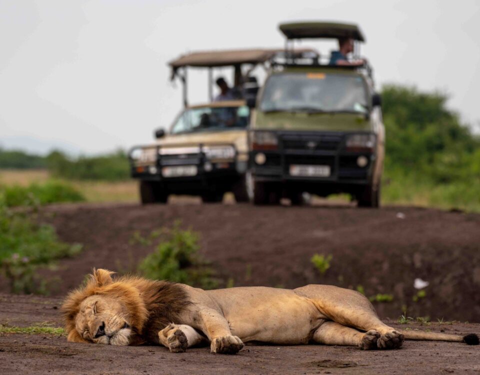 What’re the Top Uganda Safari Experiences?