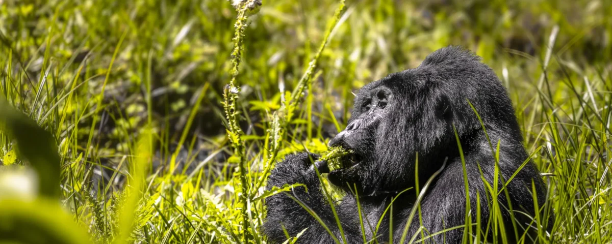 What Makes Bwindi Unique?