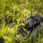 What Makes Bwindi Unique?