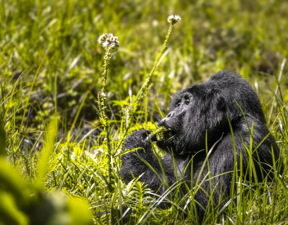 What Makes Bwindi Unique? 