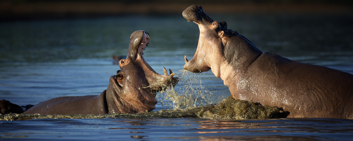 What’s the Best Time to Visit Katavi National Park?