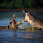 What’s the Best Time to Visit Katavi National Park?