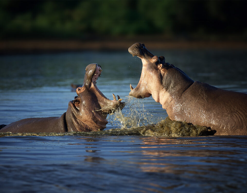 What’s the Best Time to Visit Katavi National Park?