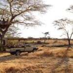 Why Is the Rwanda and Tanzania Combination Considered the Ultimate Seamless Safari?