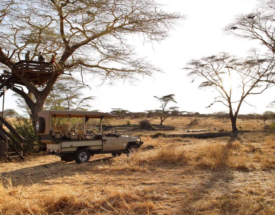 Why Is the Rwanda and Tanzania Combination Considered the Ultimate Seamless Safari?
