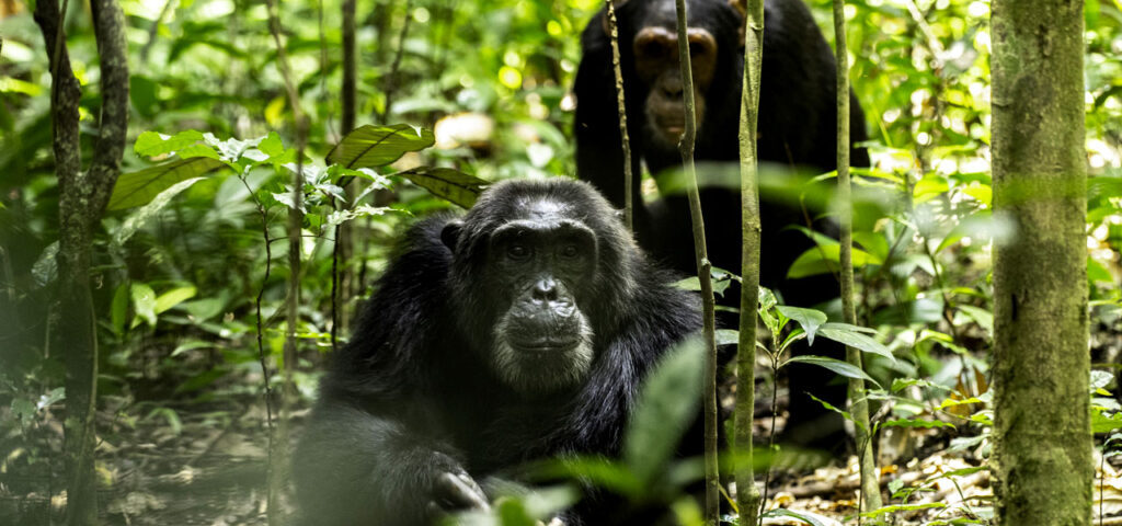 What Is the Recommended Time of Year to Undertake This Primate and Savannah Circuit?