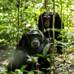 What Is the Recommended Time of Year to Undertake This Primate and Savannah Circuit?