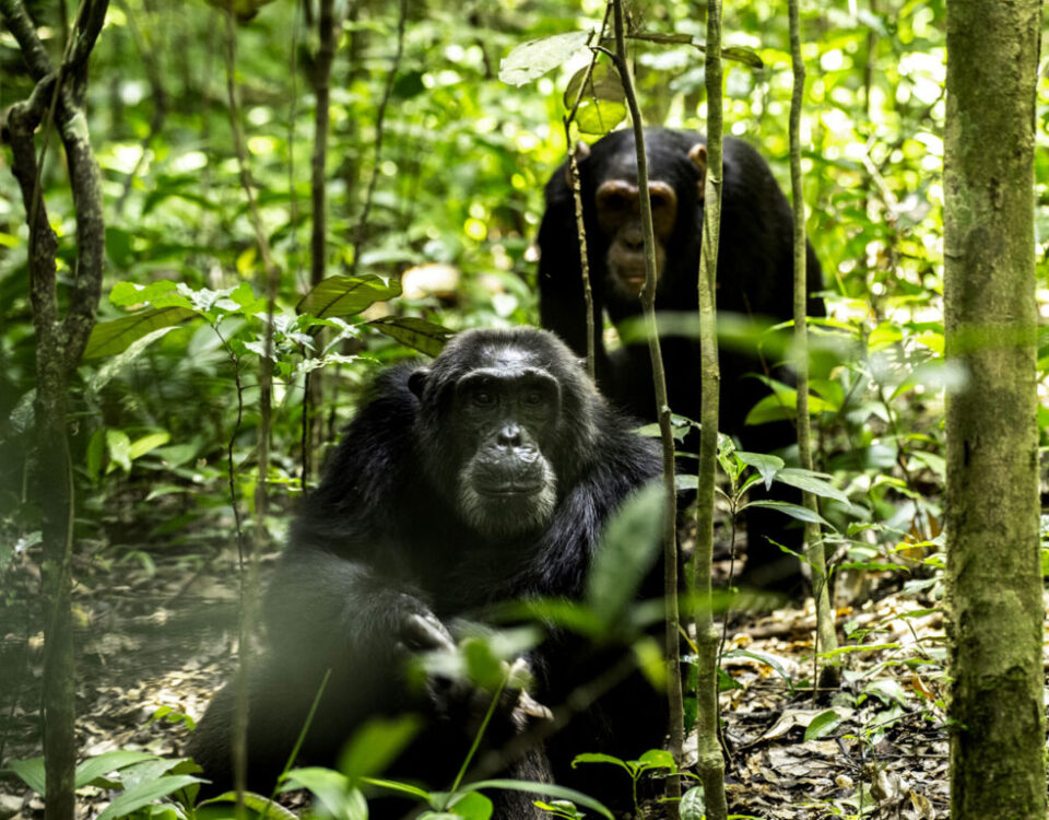 What Is the Recommended Time of Year to Undertake This Primate and Savannah Circuit?
