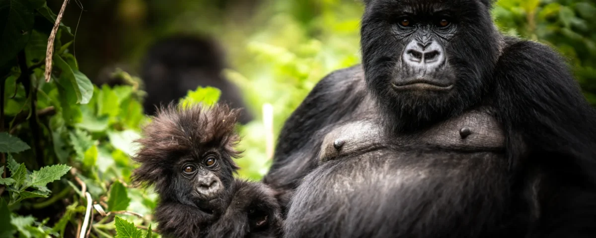 How Close Can You Get to the Gorillas?