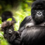 How Close Can You Get to the Gorillas?