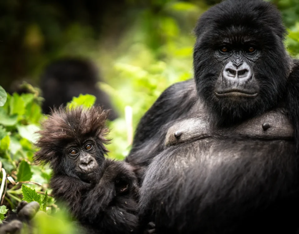 How Close Can You Get to the Gorillas?