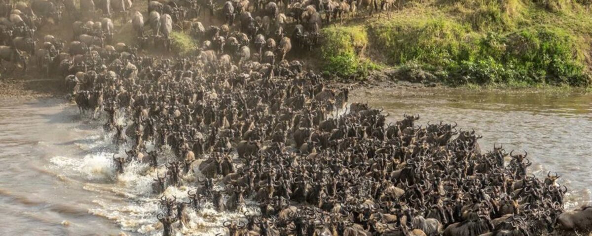 What is the Best Month to Witness the Dramatic Mara River Crossings?
