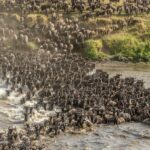 What is the Best Month to Witness the Dramatic Mara River Crossings?