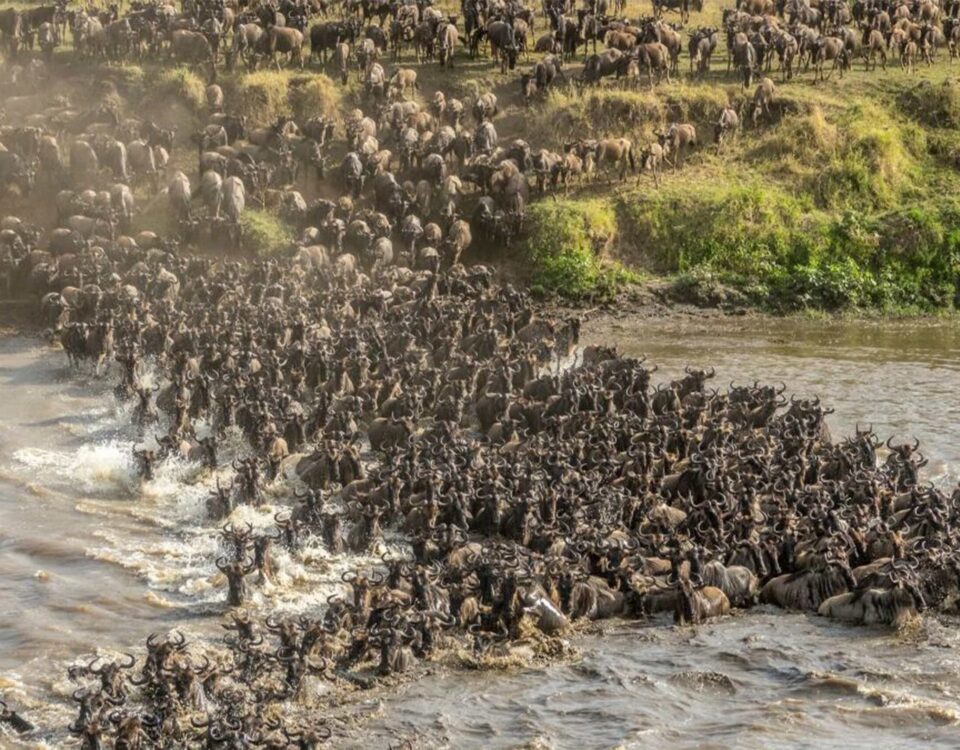 What is the Best Month to Witness the Dramatic Mara River Crossings?