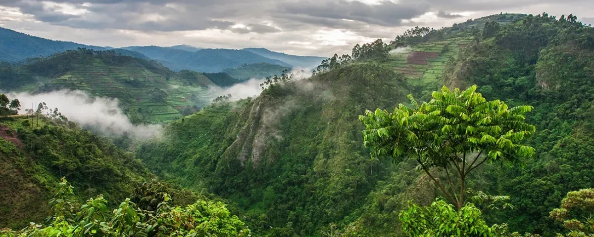 What is Bwindi Famous For?