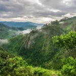 What is Bwindi Famous For?