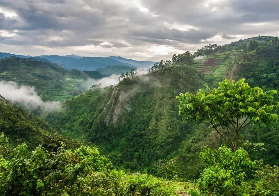 What is Bwindi Famous For?