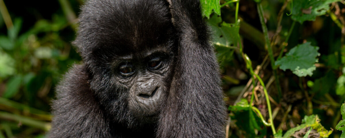 Where is Bwindi Impenetrable National Park Located?