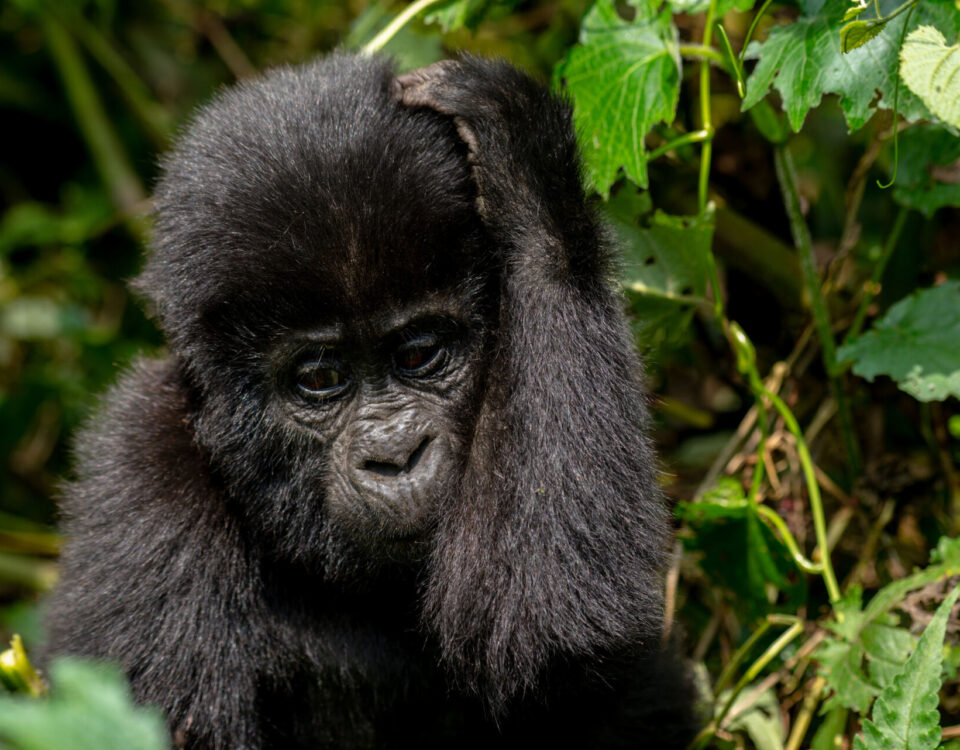 Where is Bwindi Impenetrable National Park Located?