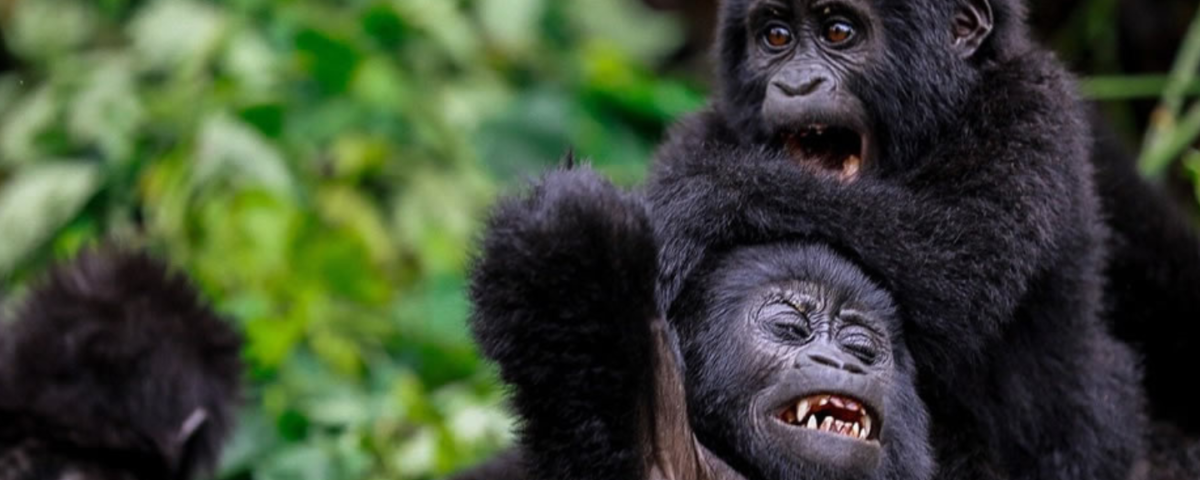 How Many Gorillas Live in Bwindi?