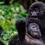 How Many Gorillas Live in Bwindi?