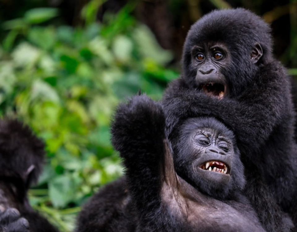 How Many Gorillas Live in Bwindi?