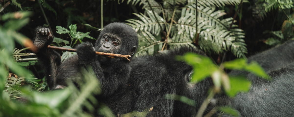 Can Beginners Do Gorilla Trekking?
