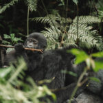 Can Beginners Do Gorilla Trekking?