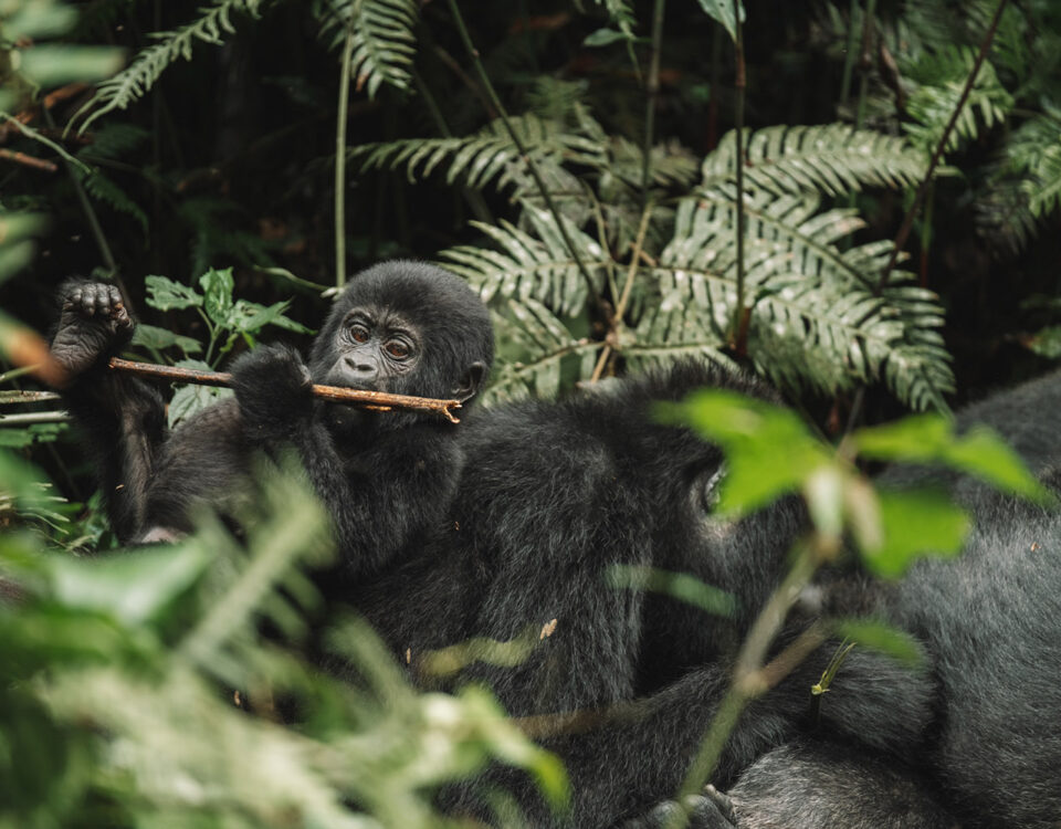 Can Beginners Do Gorilla Trekking?