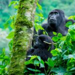 Why is Bwindi called “Impenetrable”?