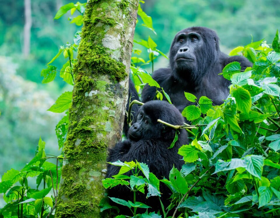 Why is Bwindi called “Impenetrable”?