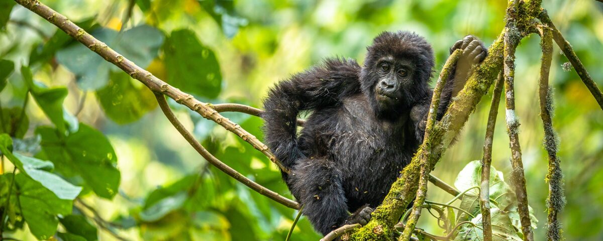 Discovering Bwindi Impenetrable National Park