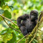 Discovering Bwindi Impenetrable National Park
