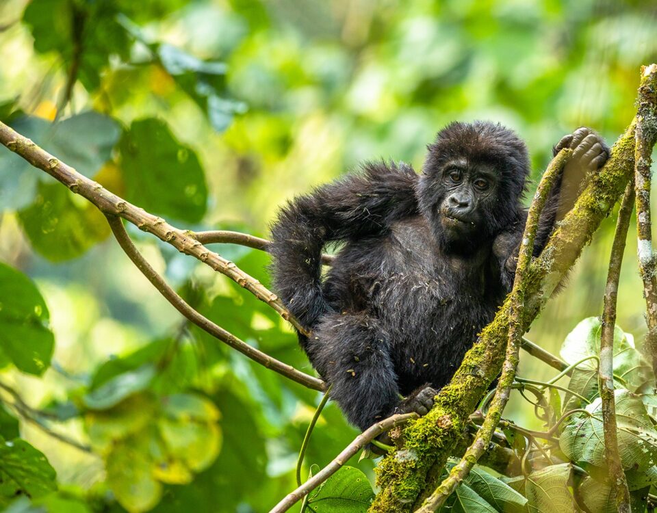 Discovering Bwindi Impenetrable National Park