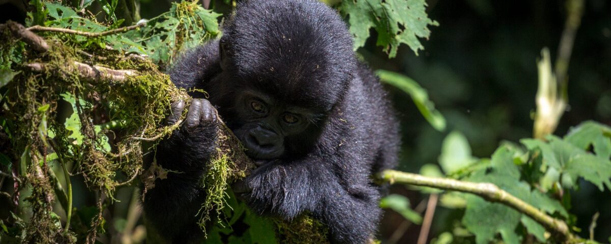 How do I book a gorilla permit?