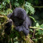 How do I book a gorilla permit?