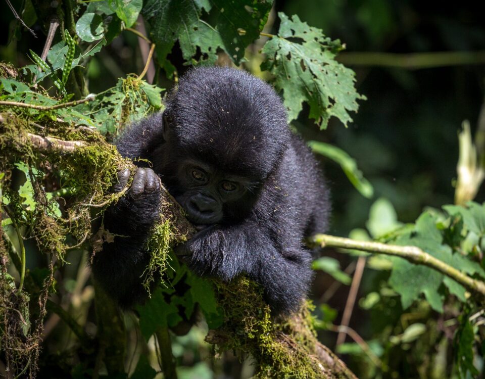 How do I book a gorilla permit?