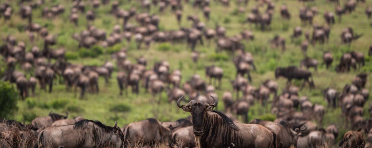 What are the Main Differences Between Wildlife Viewing Experiences in the Masai Mara Reserve and Serengeti National Park During Migration Season?