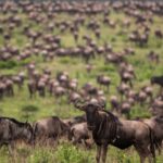 What are the Main Differences Between Wildlife Viewing Experiences in the Masai Mara Reserve and Serengeti National Park During Migration Season?