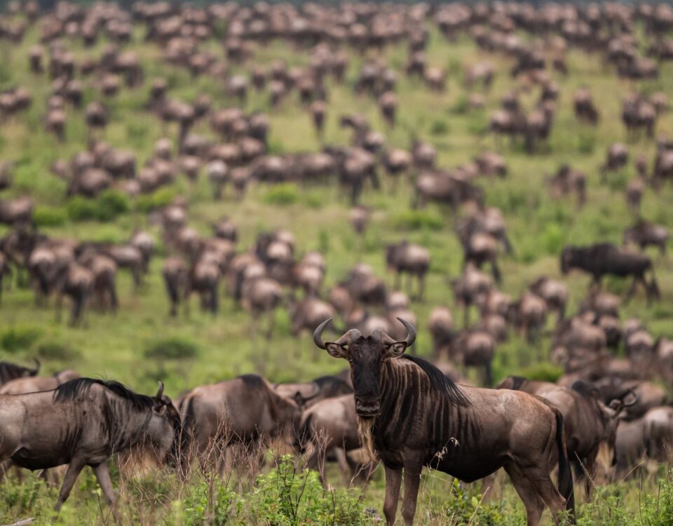 What are the Main Differences Between Wildlife Viewing Experiences in the Masai Mara Reserve and Serengeti National Park During Migration Season?