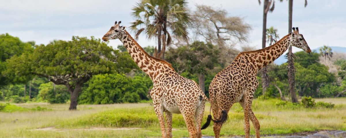 How Does Katavi National Park Support Local Communities?