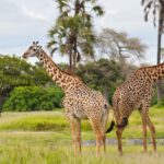 How Does Katavi National Park Support Local Communities?
