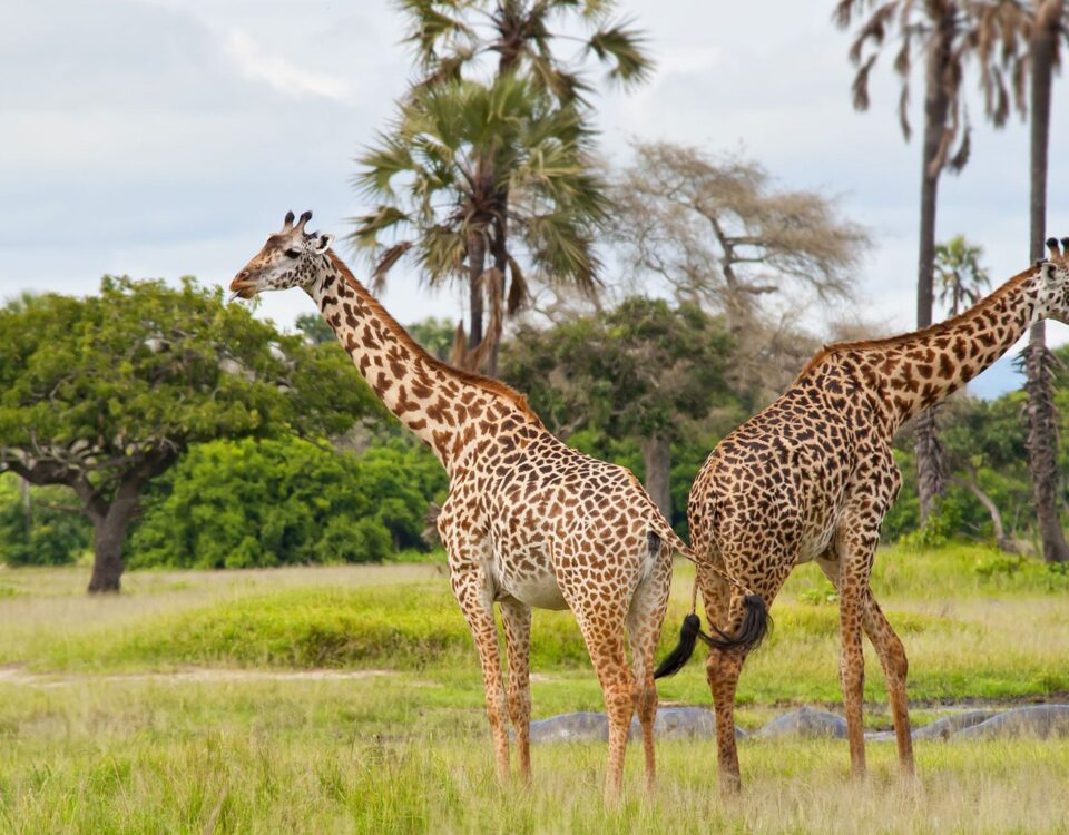 How Does Katavi National Park Support Local Communities?