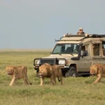How Do Travelers Transit Comfortably from Volcanoes National Park to the Serengeti?