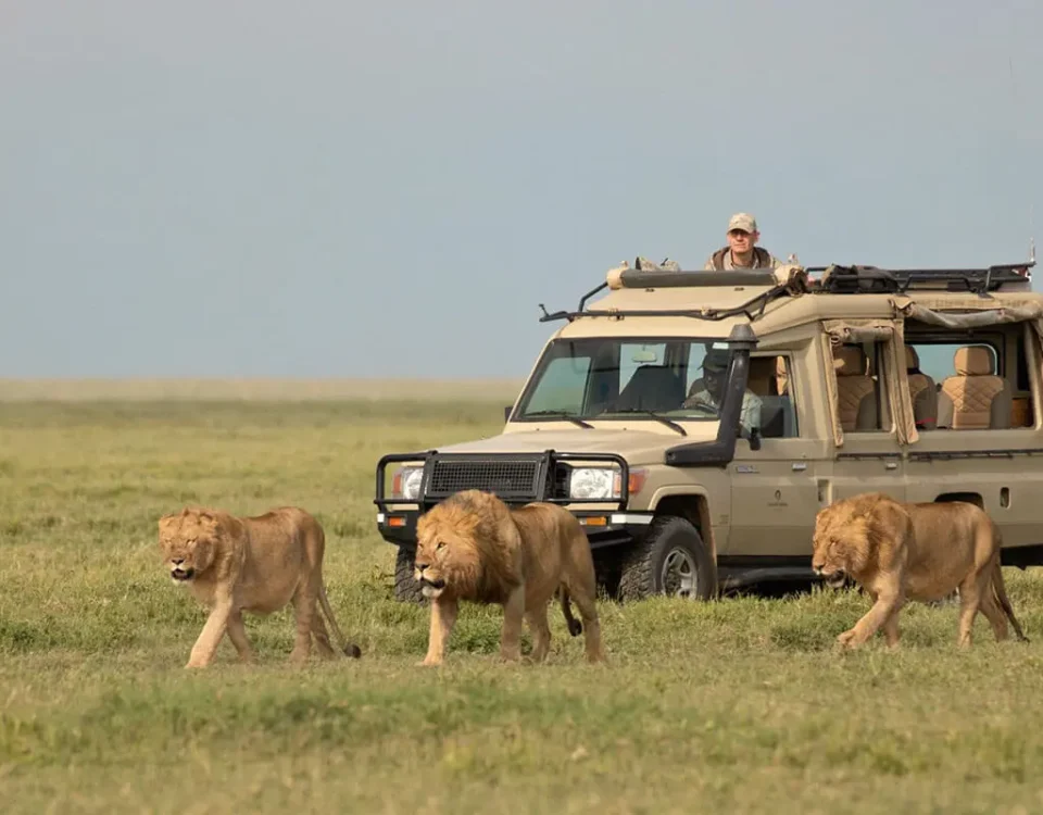 How Do Travelers Transit Comfortably from Volcanoes National Park to the Serengeti?